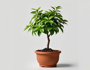 Fototapeta premium Small potted tree isolated on white, lush green foliage, healthy plant, vibrant leaves, decorative houseplant, indoor plant, nature, botany, gardening, spring, high resolution, nature