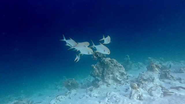 Small school of longfin trevally at a coral reef in the Maldives.