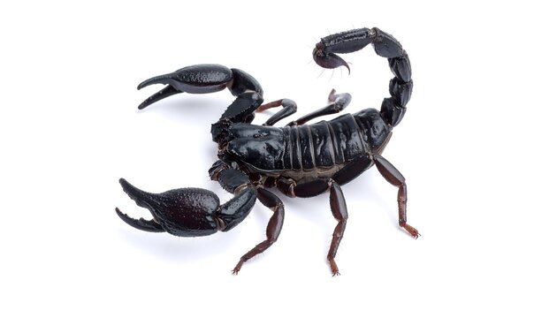 Black scorpion on white background