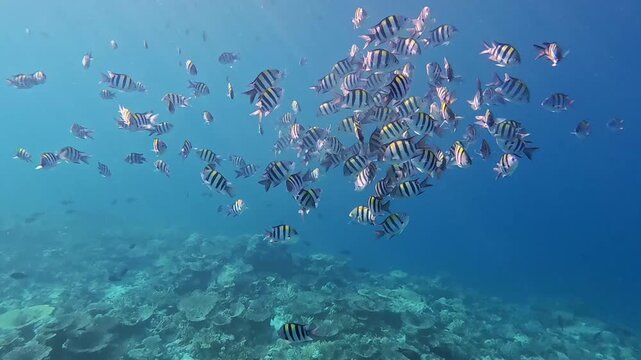 Beautiful dancing school of sergeant fish at a coral reef in the Maldives.