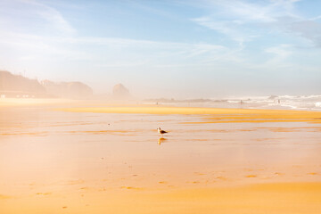 Santa Cruz, Torres Vedras, Portugal. 10 September 2025. Wide sandy beach with ocean waves under clear blue sky.