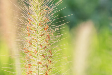 Spikelet of ornamental grass on a blurred natural background.