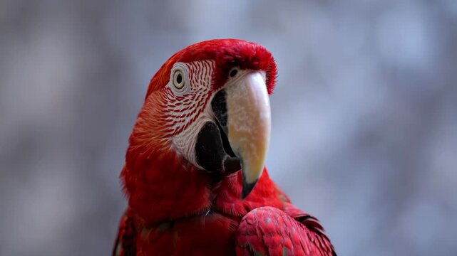 Closeup of a vibrant red macaw parrot with a large beak