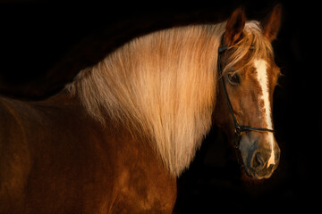 portrait of beautiful and charming draft mare with long mane posing against orange break background.
