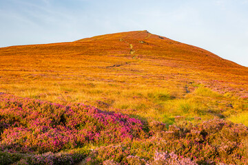Douglas, Isle of Man 08,05,2023 Hillside covered in purple flowers and grass. The hill is covered in a mix of purple and yellow flowers Isle of Man -