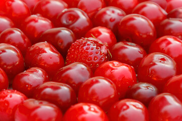 Strawberries among fresh cherries as background or conceptual image. Not similar, not like everyone else.