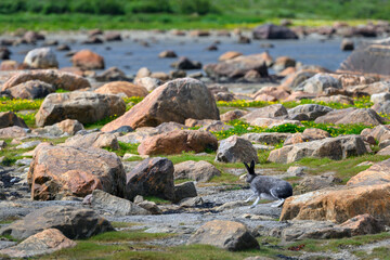 Back and white rabbit, Arctic Hare, with big ears in the summer sub-arctic tundra landscape, Hudson Bay, Manitoba, Canada

