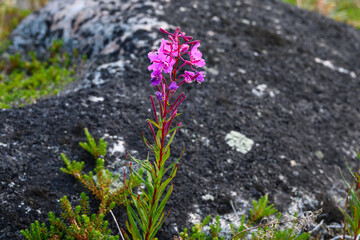 Sunlit pink fireweed wildflower blooming with a lichen covered rock in the background, summer in the sub-arctic tundra, Seal River area on Hudson Bay, Manitoba, Canada

