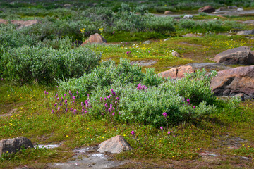 Summer sub-arctic landscape with pretty rocks and colorful wildflowers, purple paintbrush and yellow flowers, Seal River area on Hudson Bay, Manitoba, Canada
