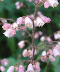 Pink Flowers by the Bay