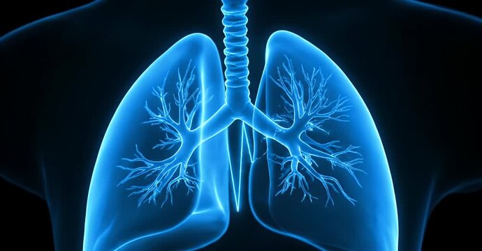Human lungs illustration showing the respiratory system and bronchial tree.