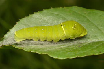 Oruga verde
