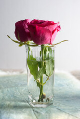 Dos rosas en un vaso con agua