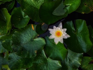 water lily flower