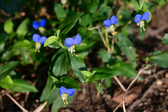 Asiatic dayflower (Commelina communis) flowers. Commelinaceae annual plants. Bright blue flowers bloom in the morning and fade by the afternoon.
