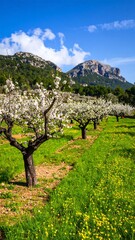 Naklejka premium Blossoming fruit trees in a sunny meadow, mountains in the background