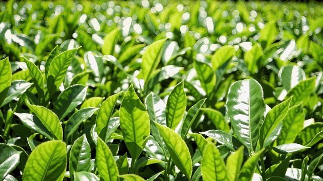 Close up of lush green tea leaves in a plantation on a sunny day