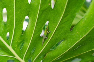 Gecko on Leaf