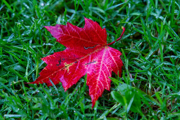 red maple leaf on green grass