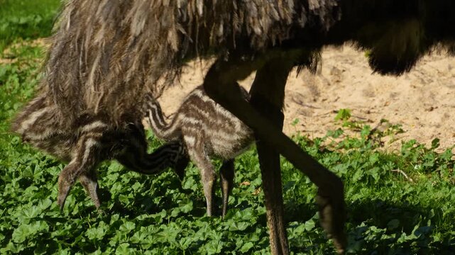 Close up of baby emu birds moving around meadow on a sunny spring day
