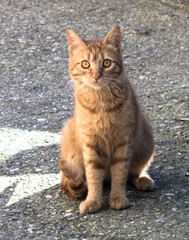 The anguished look of the cat.