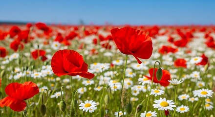 Obraz premium Vibrant Red Poppies and Delicate White Daisies Blooming in a Lush Meadow on a Sunny Day with Clear Blue Sky