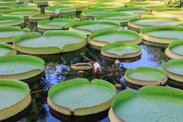 草津市立水生植物公園 © Yosukie's moments