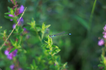 草津市立水生植物公園 © Yosukie's moments