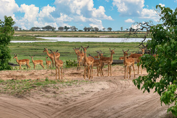 impala female herd in the bush near the lake, Okavango delta in Botswana, animal conservation game park