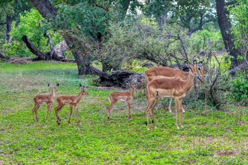 impala female with calf babies herd in the bush near the lake, Okavango delta in Botswana, animal conservation game park