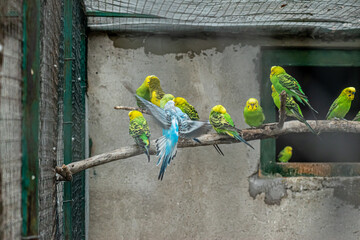 Colorful Budgerigars Perched Row With