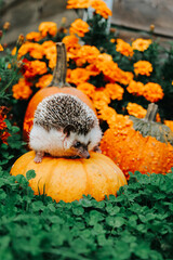 Autumn Wallpaper with Hedgehog and Flowers Hedgehog on Pumpkins on orange and yellow marigold background