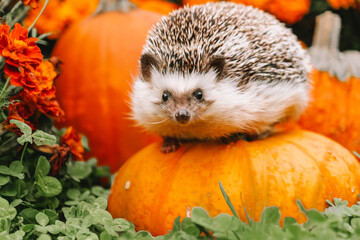 Hedgehog on Pumpkin with Marigolds in Autumn Setting.Hedgehog on Pumpkins in a Garden on marigolds floral background 