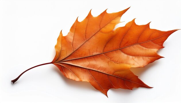 rustic orange maple leaf illustration perfect for fall themed crafts thanksgiving designs invitations seasonal decor and digital projects