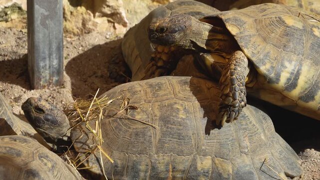 Close up of a pile of land turtles sitting together on a sunny day in the desert