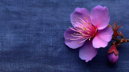 Fototapeta premium Pink Blossom Flower, Cherry Blossom, Spring Bloom, Floral