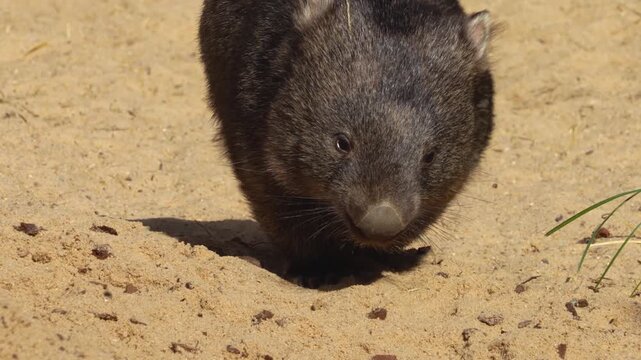 Close up of wombat moving around in sand on a sunny day