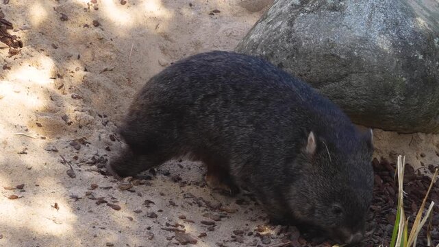 Close up of wombat moving around in sand on a sunny day