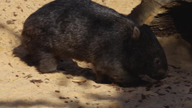 Close up of wombat moving around in sand on a sunny day