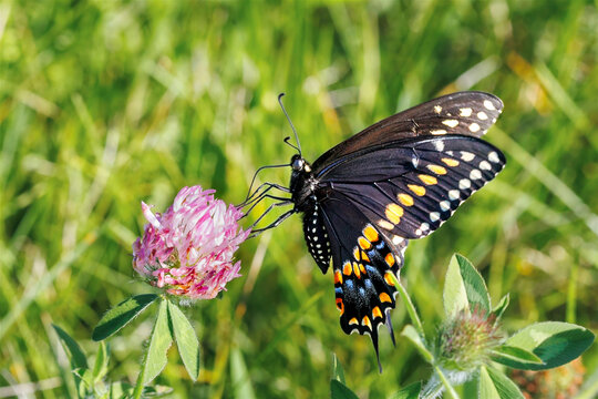 Black swallowtail butterfly on red clover