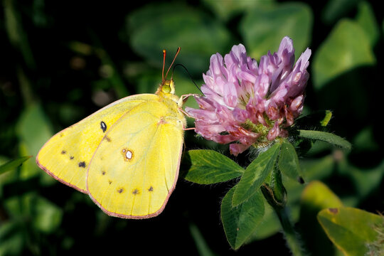 Sulphur butterfly on red clover