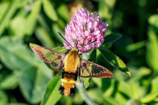 Snowberry clearwing moth feeding on red clover