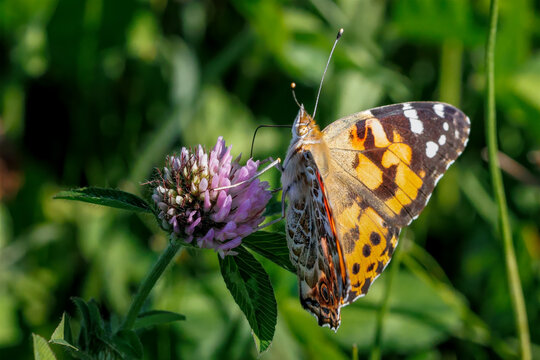 Painted Lady butterfly on red clover