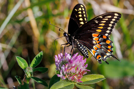 Black swallowtail butterfly on red clover