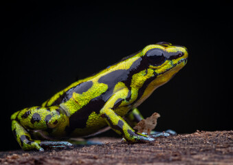 Full body photograph of Andinobates fulguritus, a small and colorful poison dart frog from the Chocó rainforest, showing its bright pattern and natural tropical habitat.