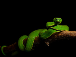 Bothriechis lateralis, known as the green palm pitviper, a striking green venomous snake coiled on a branch in the tropical rainforest of Costa Rica.