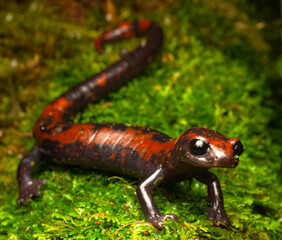 Bolitoglossa compacta, a rare salamander from Costa Rica's paramo, living in cold high-mountain habitats and vulnerable to enviroment change, Its an incredible animal that i could see.