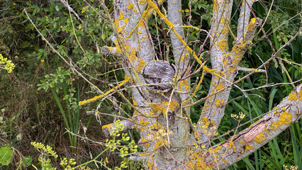 Tree branches covered in vibrant yellow lichen