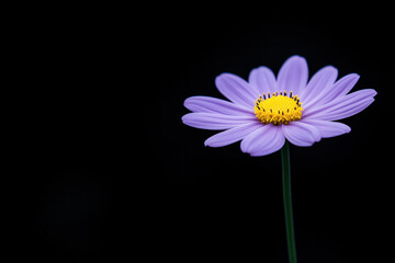 Close-up purple daisy with yellow center against a dark background, showcasing delicate petals, vibrant color, and minimalist natural beauty in a dramatic studio style.
