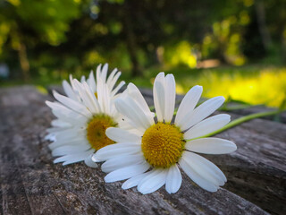 Fresh white daisies with yellow centers lying on rustic wooden surface, summer meadow flowers in natural sunlight, floral nature composition with soft blurred green background.